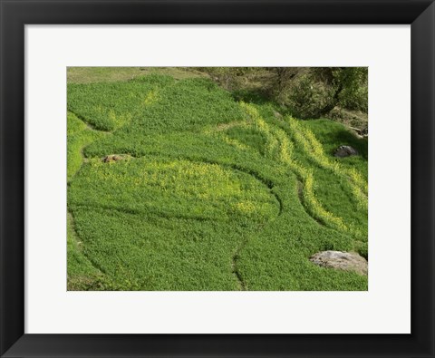 Framed Mustard Growing in a Field, Jawahar Nagar, India Print