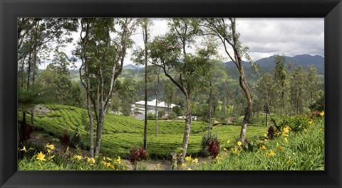 Framed Norwood Tea Factory, Sri Lanka Print