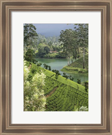 Framed Tea Plantation, Castlereigh Reservoir, Nuwara Eliya, Central Province, Sri Lanka Print