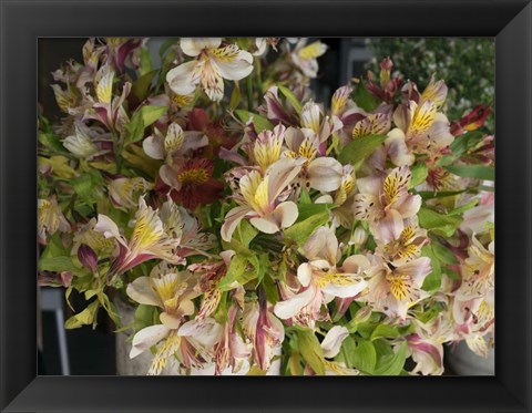 Framed Orchids for Sale in Main Street Market, Galle, Southern Province, Sri Lanka Print