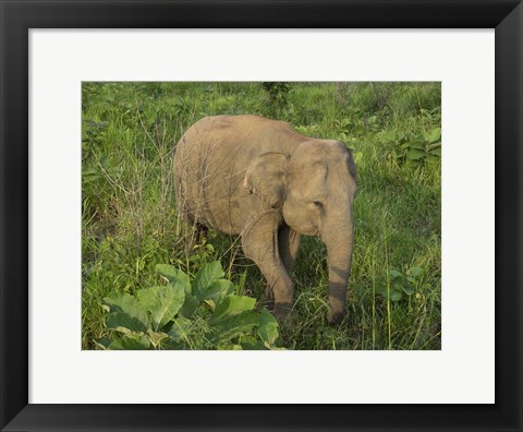 Framed Elephant at Hurulu Eco Park, Sri Lanka Print