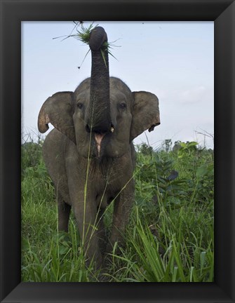 Framed Hurulu Eco Park, Sri Lanka Print