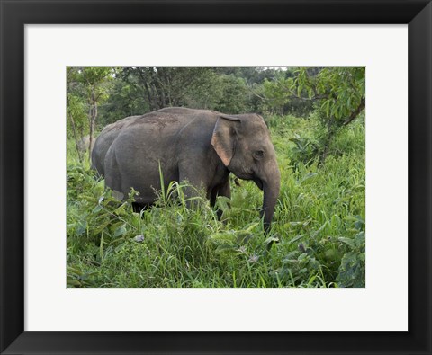 Framed Elephants in Sri Lanka Print