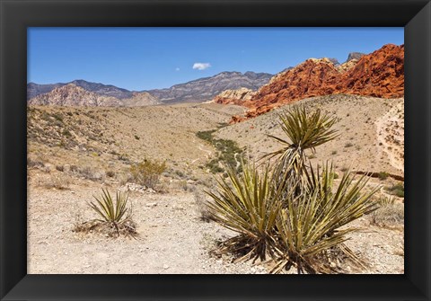 Framed Cactus, Red Rock Canyon National Conservation Area,  Las Vegas, Nevada Print