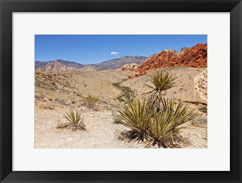 Framed Cactus, Red Rock Canyon National Conservation Area,  Las Vegas, Nevada Print