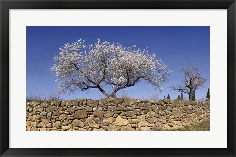 Framed Almond Blossom, Vinaros, Spain Print