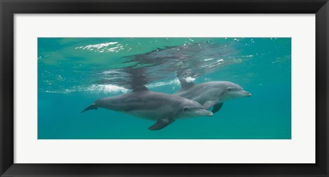 Framed Two Bottle-Nosed Dolphins Swimming in Sea, Sodwana Bay, South Africa Print