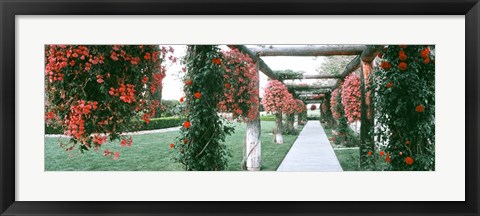 Framed Geranium and Rose Vines Along a Walkway, California Print