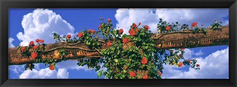 Framed Arbor and Spreading Rose, California Print