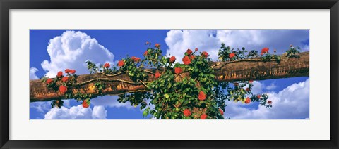 Framed Arbor and Spreading Rose, California Print