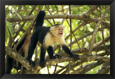 Framed White-faced Capuchin Monkey, Costa Rica Print