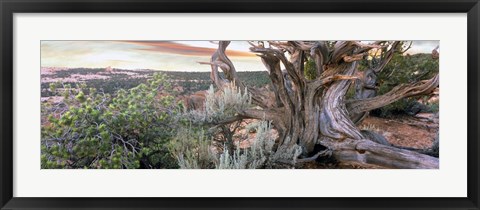 Framed Tree at Betatakin Cliff Dwellings, Arizona Print