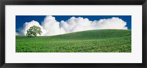 Framed Lone Oak Tree in Vineyard near Paso Robles, California Print