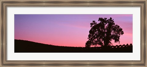 Framed Silhoutte of Oaktree in Vineyard, Paso Robles, California Print