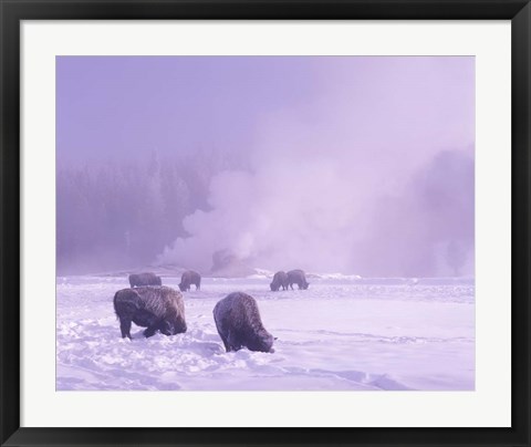 Framed Bison Grazing in Snow, Yellowstone National Park, Wyoming Print