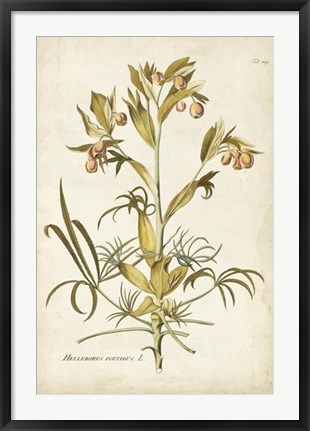 Framed Elegant Botanical II Print