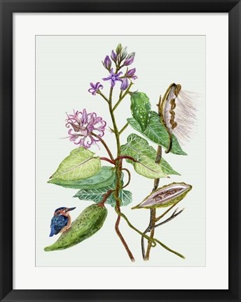 Framed Metaplexis Japonica II Print