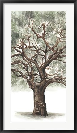 Framed Oak Tree Composition II Print