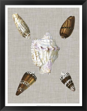 Framed Shells on Linen II Print