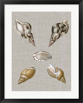 Framed Shells on Linen IV Print