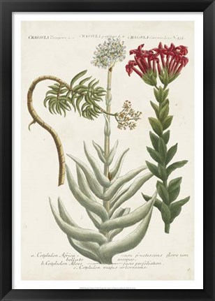 Framed Botanical Varieties I Print