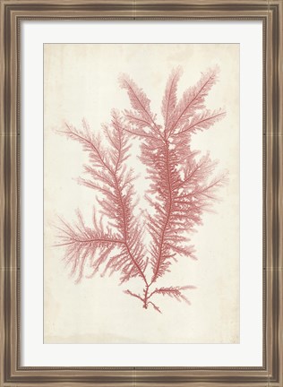 Framed Coral Sea Feather II Print