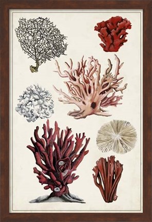 Framed Antique Coral Study I Print