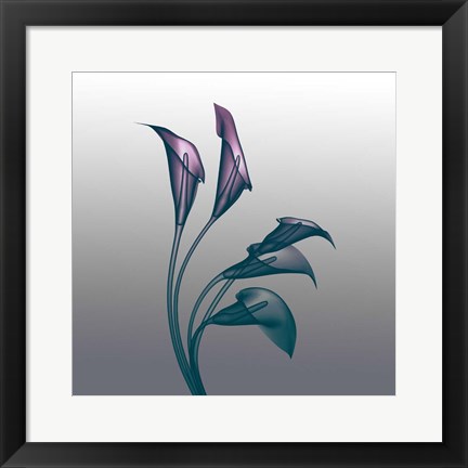 Framed Ombre Calla Lilies X-Ray Print