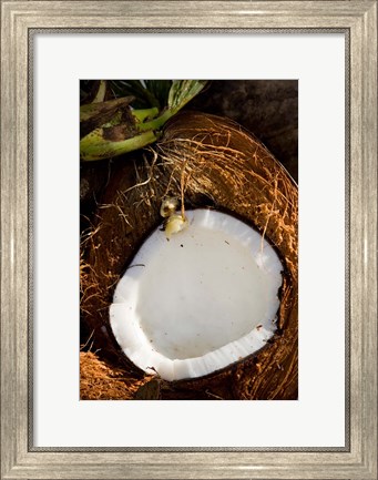 Framed Fiji, Vanua Levu, Savusavu, Split coconut Print