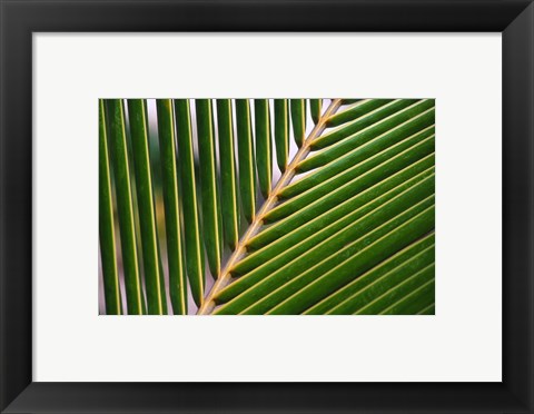 Framed Palm, Fiji Print