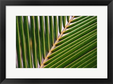 Framed Palm, Fiji Print