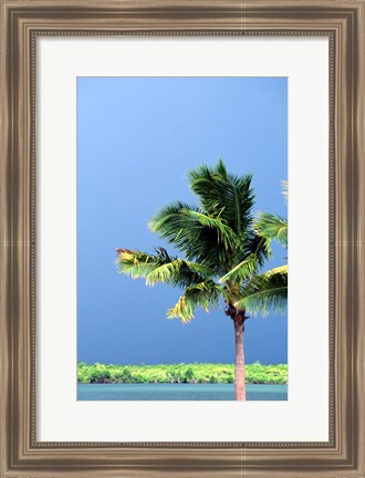 Framed Palm Tree, Denarau Island, Fiji Print