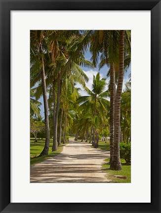 Framed Avenue of Palms, Musket Cove Island Resort, Malolo Lailai Island, Mamanuca Islands, Fiji Print