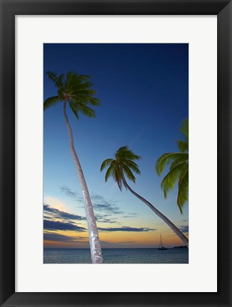 Framed Palm trees at Plantation Island Resort, Fiji Print