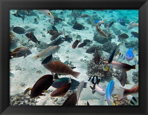 Framed Tropical Fish,  Fiji Print