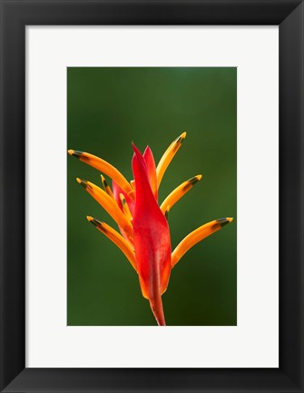 Framed False Bird-Of-Paradise Flower (Heliconia psittacorum), Nadi, Viti Levu, Fiji Print