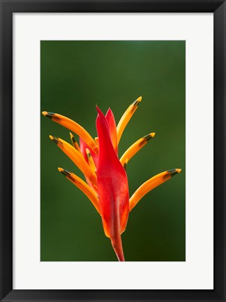 Framed False Bird-Of-Paradise Flower (Heliconia psittacorum), Nadi, Viti Levu, Fiji Print