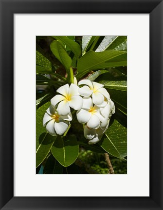 Framed Frangipani flowers (Plumeria), Nadi, Viti Levu, Fiji Print