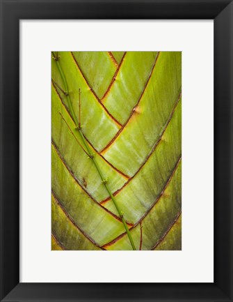 Framed Palm flora, Coral Coast, Viti Levu, Fiji Print