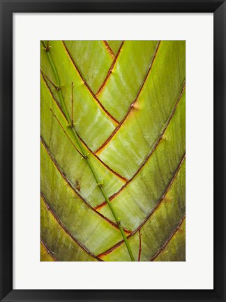 Framed Palm flora, Coral Coast, Viti Levu, Fiji Print