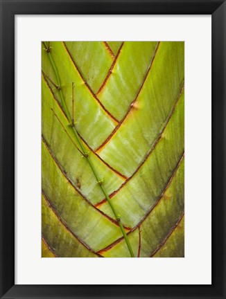 Framed Palm flora, Coral Coast, Viti Levu, Fiji Print