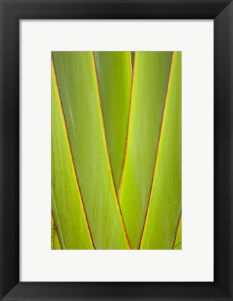 Framed Palm frond pattern, Coral Coast, Viti Levu, Fiji Print