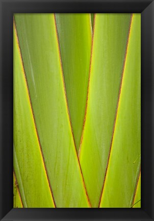 Framed Palm frond pattern, Coral Coast, Viti Levu, Fiji Print