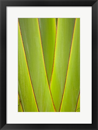 Framed Palm frond pattern, Coral Coast, Viti Levu, Fiji Print