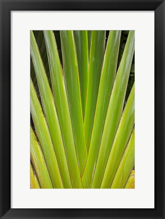 Framed Palm frond pattern, Fiji Print