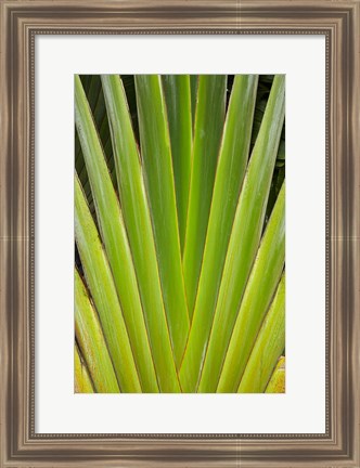 Framed Palm frond pattern, Fiji Print