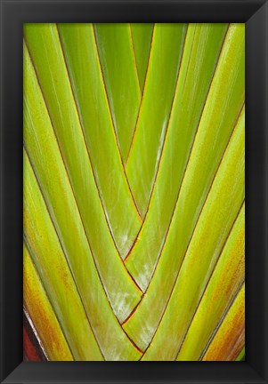 Framed Palm frond pattern, Coral Coast,  Fiji Print