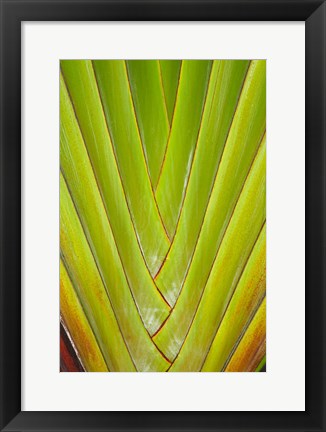 Framed Palm frond pattern, Coral Coast,  Fiji Print