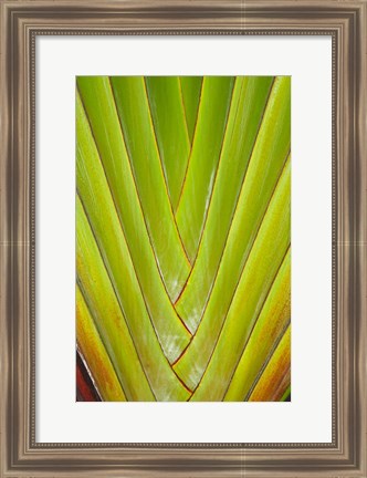 Framed Palm frond pattern, Coral Coast,  Fiji Print