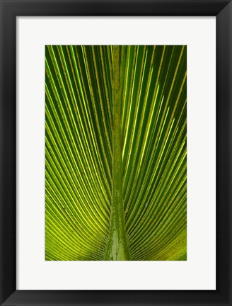 Framed Palm frond, Nadi, Viti Levu, Fiji Print